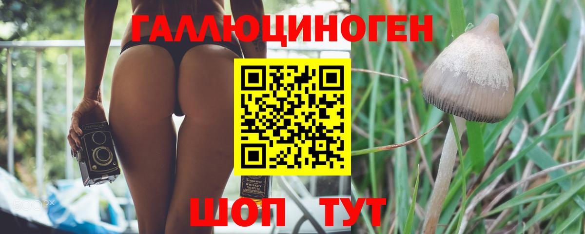 Псилоцибиновые грибы Psilocybine cubensis  Вход с VPN  Новоалтайск 